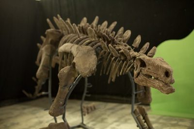 Dinosaur Skeleton