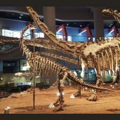 Dinosaur_Museum_2-300x171