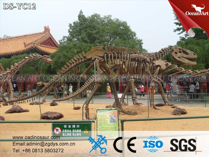 Dinosaur_Skeleton_Replica_for_Dinosaur_Museum_Exhibitions