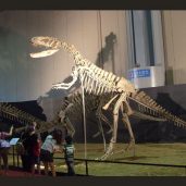 dinosaur_fossil_show_1