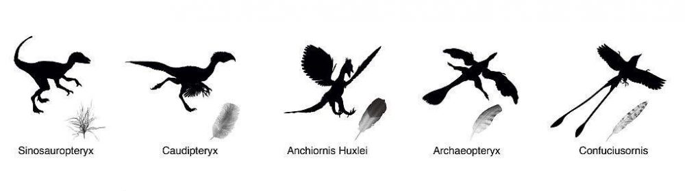 Dinosaur Evolution Dinosaur Evolution