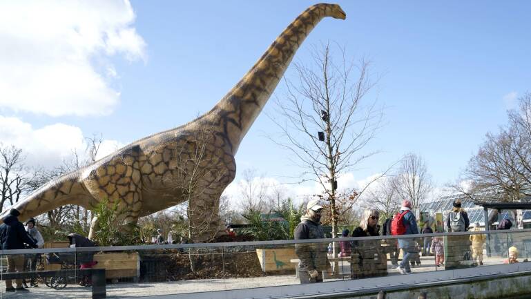 zoo dinosaur project
